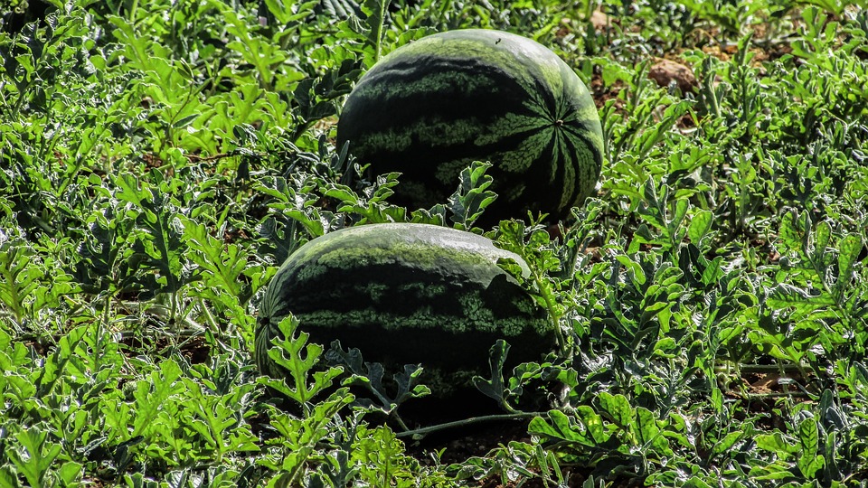 High-Quality Fruit and Veggie Seeds Lead the New Trend of Green Farming