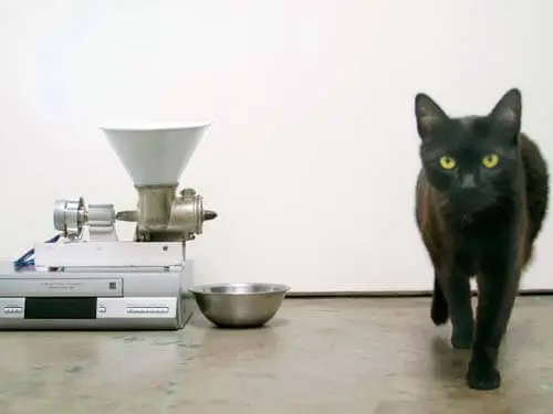 Auger Motors in Feed Systems