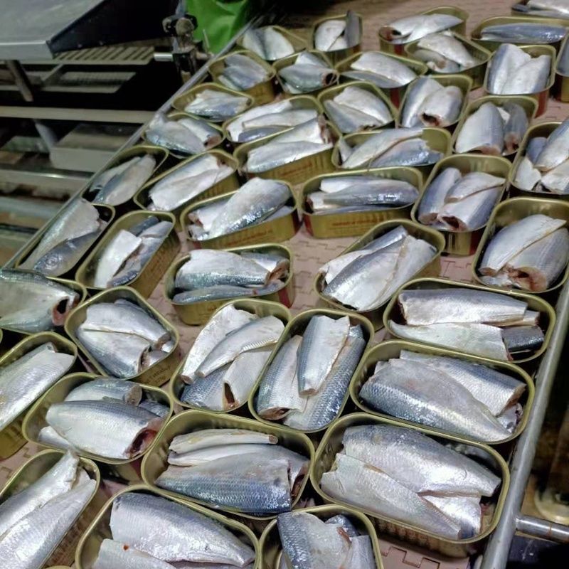 Preço de fábrica 425g 155g Frutos do mar enlatados e peixe cavala em salmoura