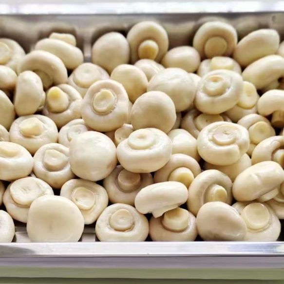 High-Quality Mushroom Canned Products for Africa and Middle East Markets