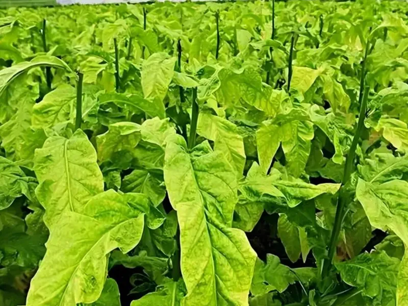 sugarcane and tobacco Commercial crop: Cotton, rape, peanut, sugar beet, sugar cane, tobacco,  cocoa, oil palm, etc
