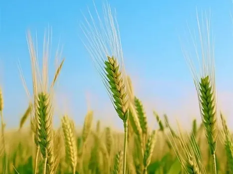 Urea Fertilizer Urea Fertilizer