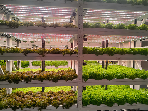 Horticultural Lighting