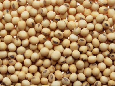 Soybean drying