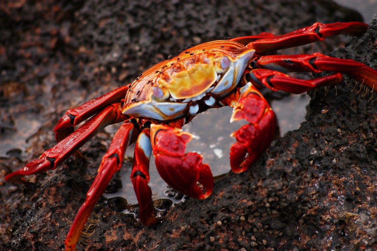 Grand Debut: Dahang Weight-Based Crab Sorting Machine, Precision for Better Taste!