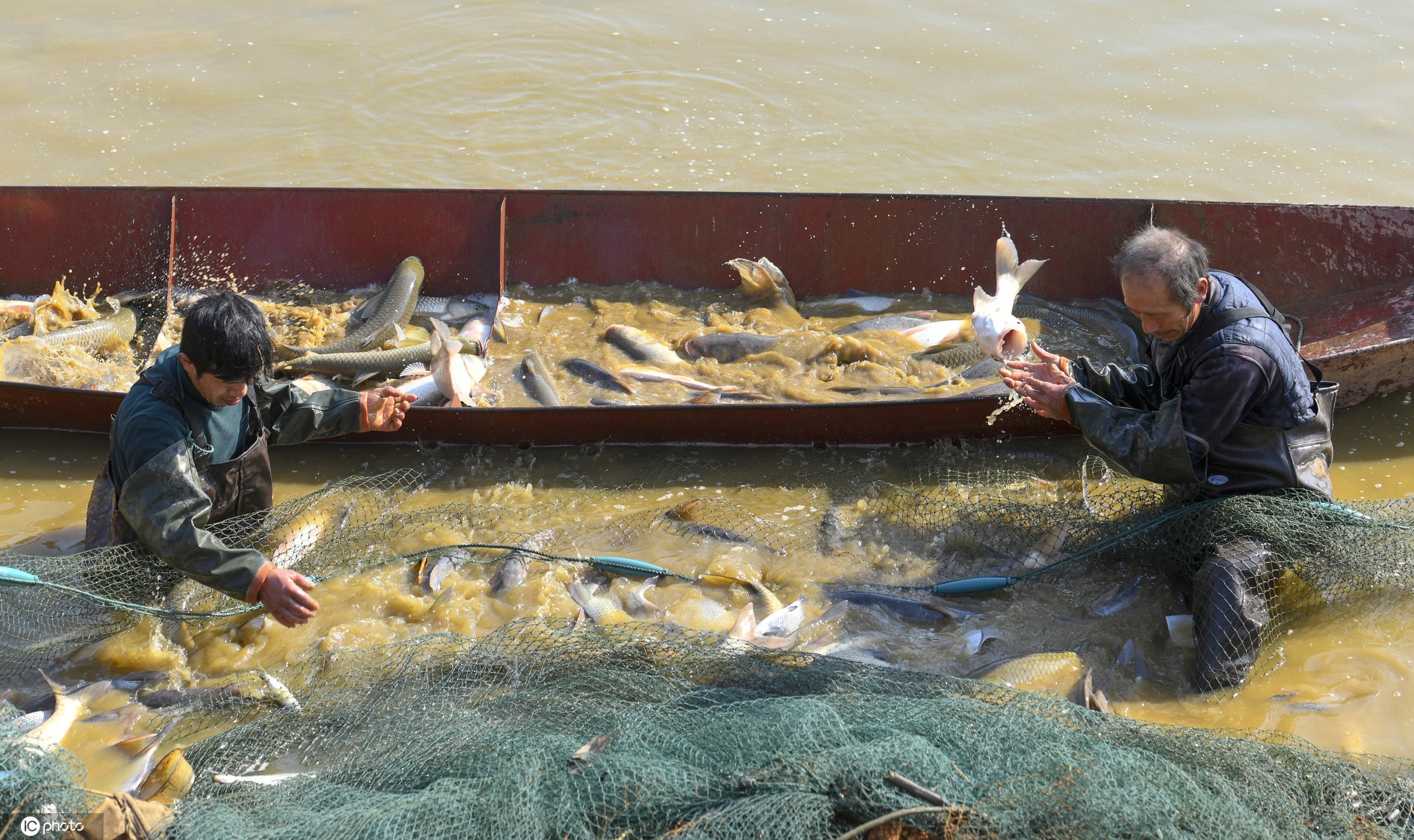 Why the Aquatic Products Industry Favors Weight Sorting Machines