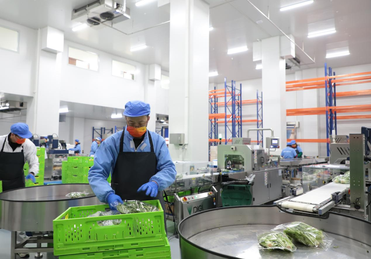 Vegetable Weighing and Balancing Machines: A Valuable Aid in Modern Agricultural Processing
