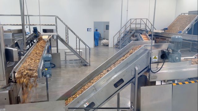 Panax notoginseng Sorting: Customized Weight Machine's Role