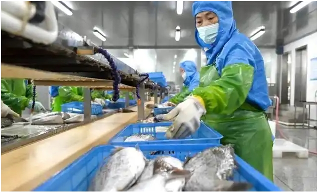 Weight Sorters: The Key to Quality and Efficiency Enhancement in the Aquatic Products Industry