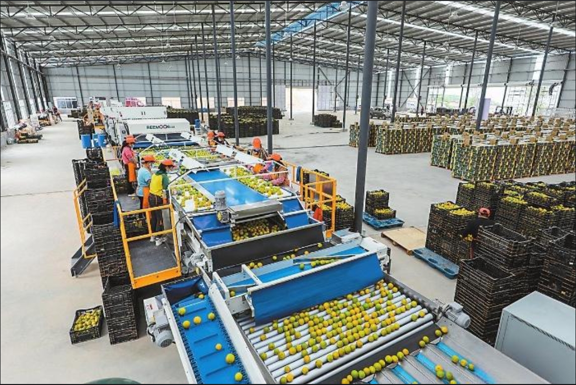 Automated Checkweighers: Precision Sorting for the Fruit Industry