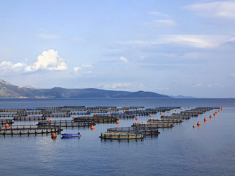Aquaculture