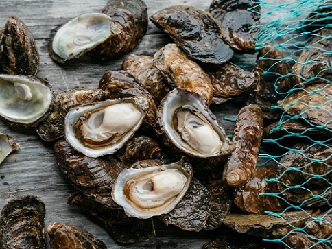 {How to Store Oysters Before Shucking}