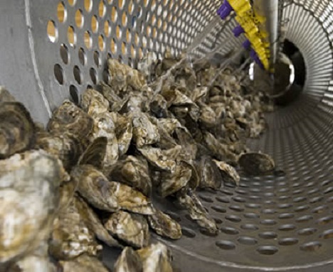 Where Do Oysters Grow