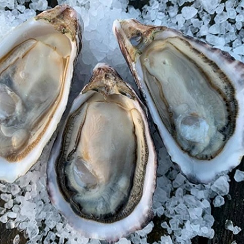 How Long Does it Take For an Oyster to Grow