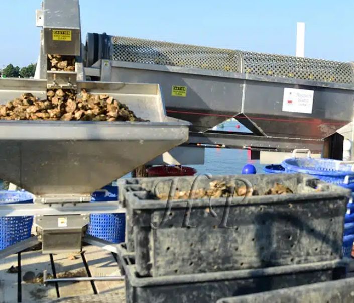 Nutritional Value of Oysters on The Half Shell
