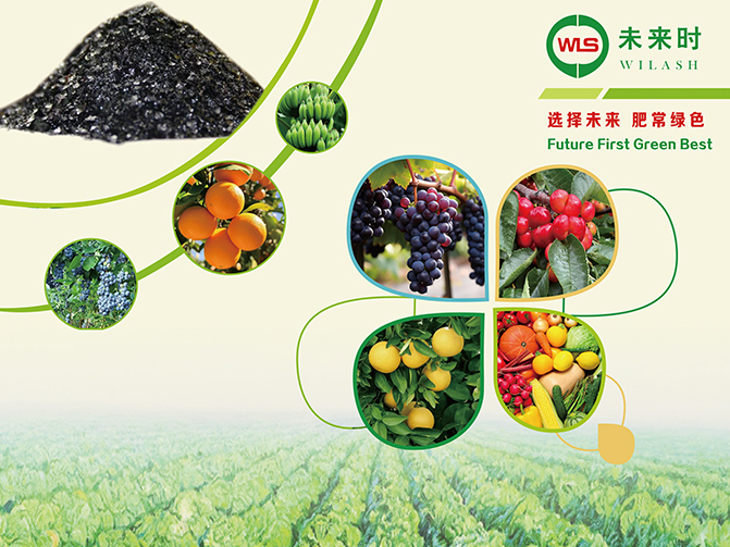 Wilash website