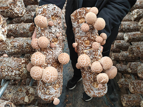 Is shiitake mushroom good for you?