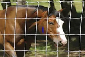 horse_fence