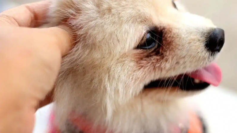 Product solutions for pet tear stains