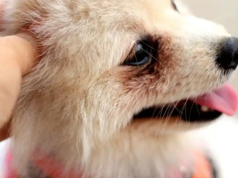 Product solutions for pet tear stains