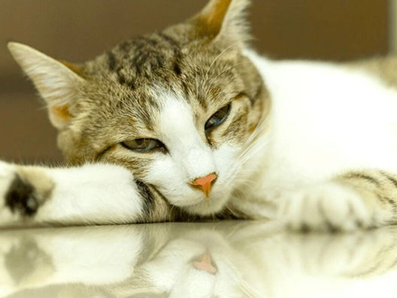 Functional food products for improving soft stools in cats