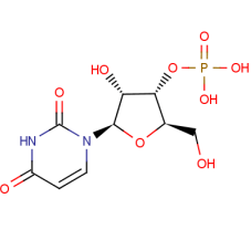 Uridine 3′-(Dihydrogen Phosphate)