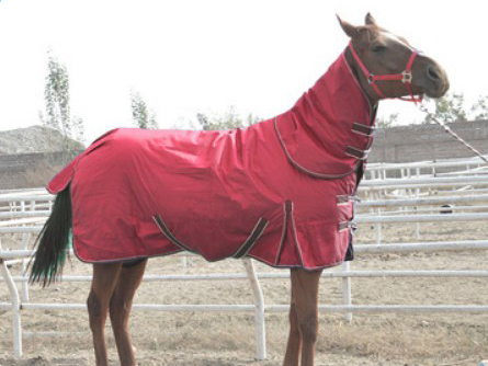 How to safely wear and take off the horse rug? (two)