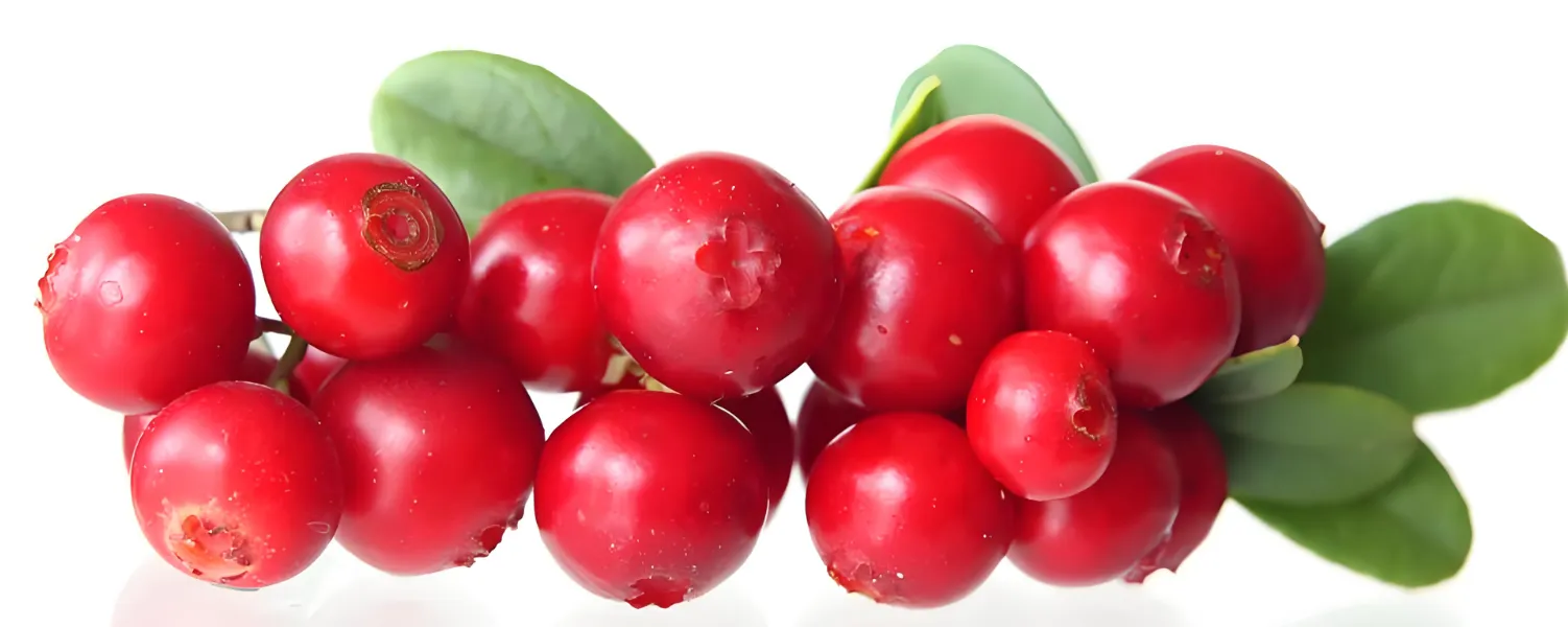 Freeze Dried Cranberry Powder