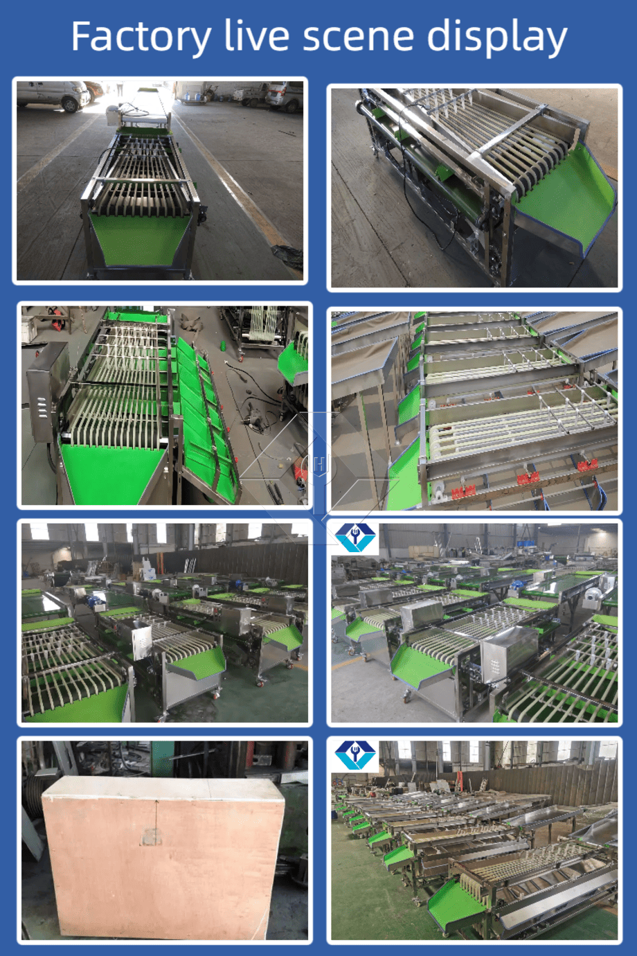 Operate Grading Machine Commercial Automatic Sorting Grading Machine, Cherry Tomato Garlic ...
