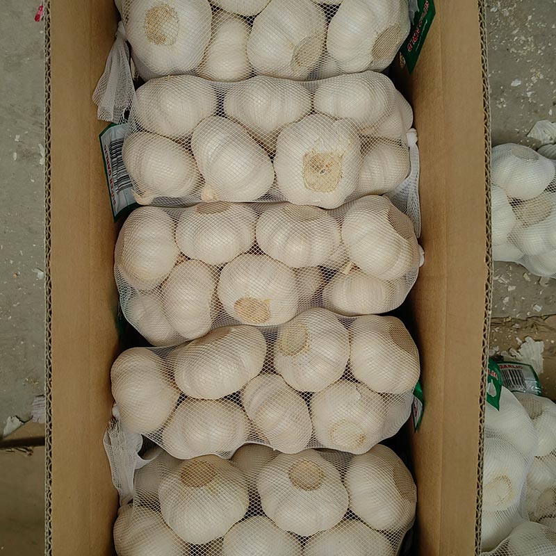 Premium Pure White Garlic – Fresh & Flavorful Delights