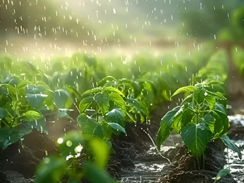 Irrigation