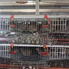 Halbautomatischer Wachtelkäfig vom Typ H