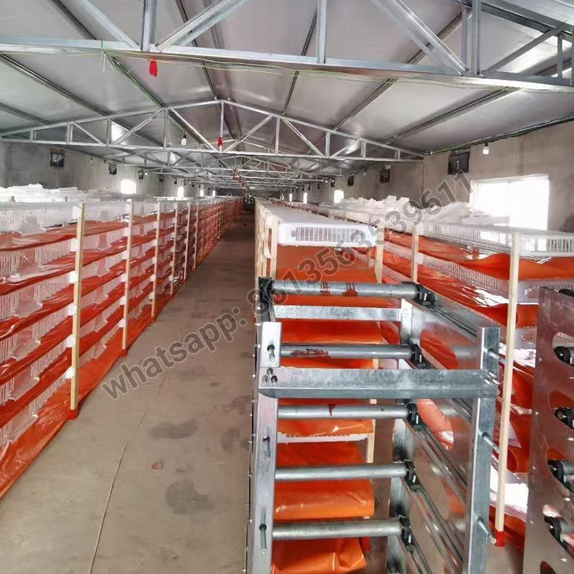 Halbautomatischer Wachtelkäfig vom Typ H aus PVC-Material