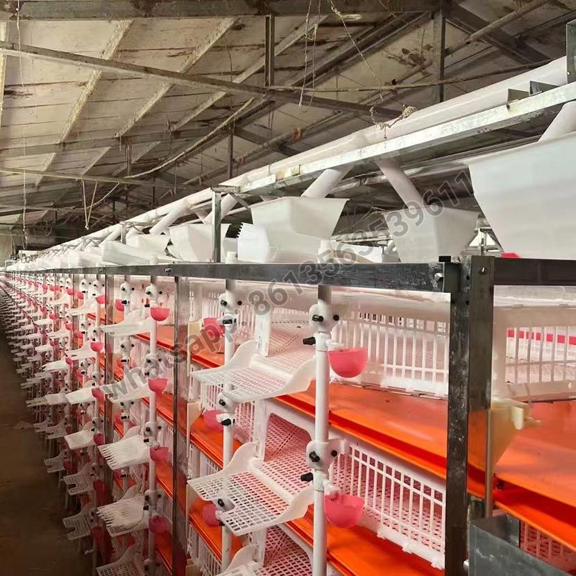 Halbautomatischer Wachtelkäfig vom Typ H aus PVC-Material