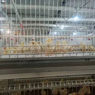 Vollautomatischer Broiler-Hühnerkäfig vom Typ H