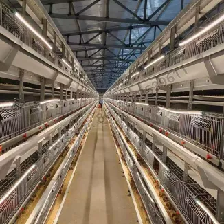Vollautomatischer Broiler-Wachtelkäfig vom Typ H