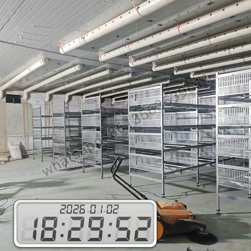 Полностью автоматическая клетка для перепелов-бройлеров типа H