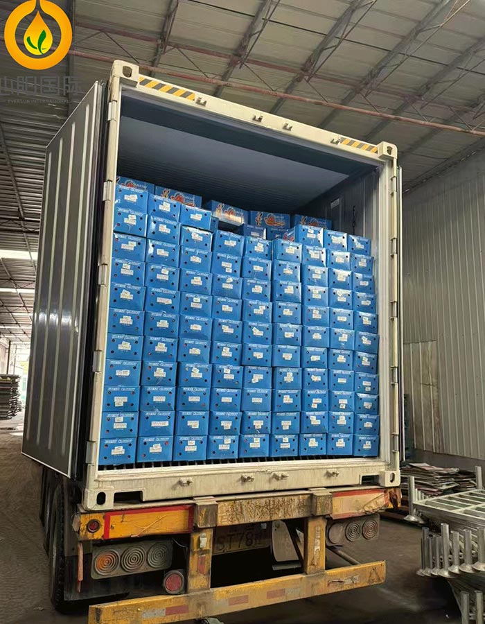 Fresh Frozen Broccoli Loaded for Export Shipment.