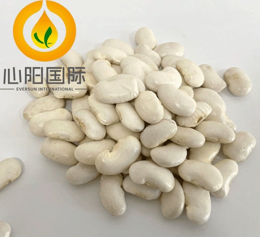 新鮮な白芸豆5公斤 白芸豆，白芸豆供应商，优质豆出口商