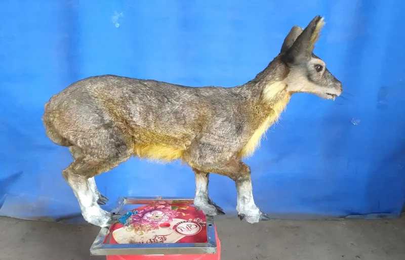 Modelos de animales realistas de tamaño natural con calidad de museo