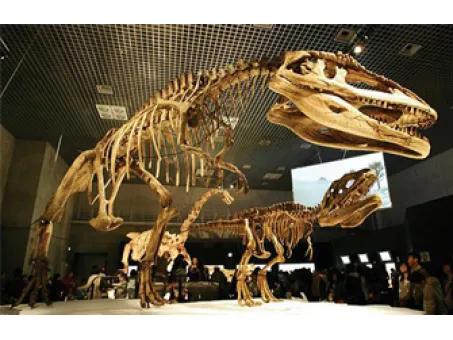 Why Are Dinosaur Fossils Important?