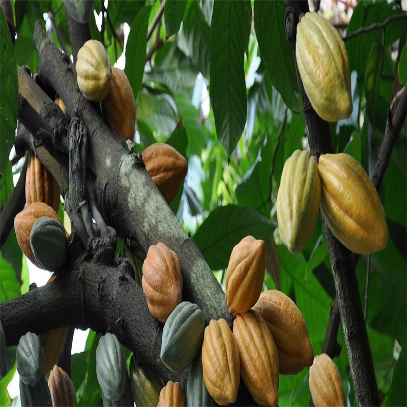 Cocoa Extract