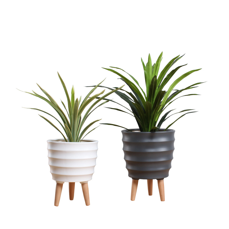 red dracaena varieties Popular Dracaena Plant (Combo Pack of 6)  Lalit Enterprise