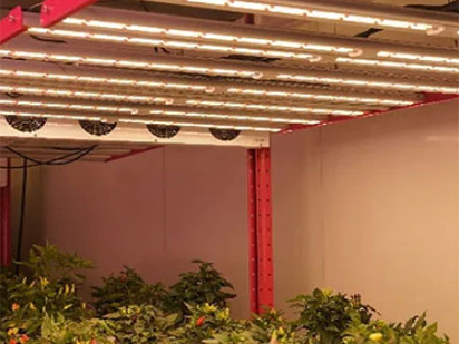 How Many Hours a Day Are Needed for Indoor Plant Grow Lights?