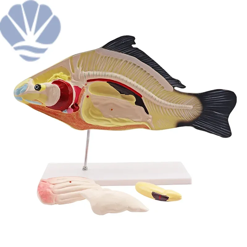 Fish Medical Anatomy Model: Essential Teaching Aid for Marine Biology ...