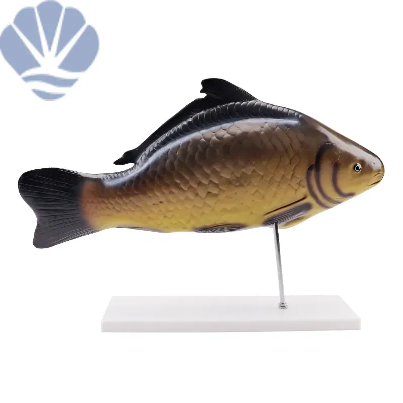Fish Medical Anatomy Model: Essential Teaching Aid for Marine Biology ...
