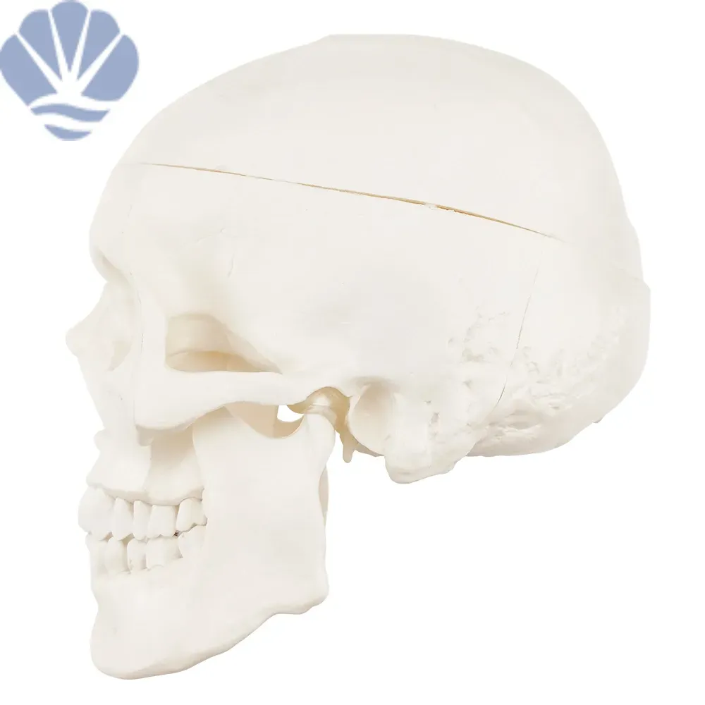 Skull Shape Science Life-Size Adult Skeleton Skull Model - Advanced PVC Human Anatomy for ...