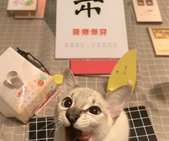官宣！上海全球投资促进大会，下周开幕