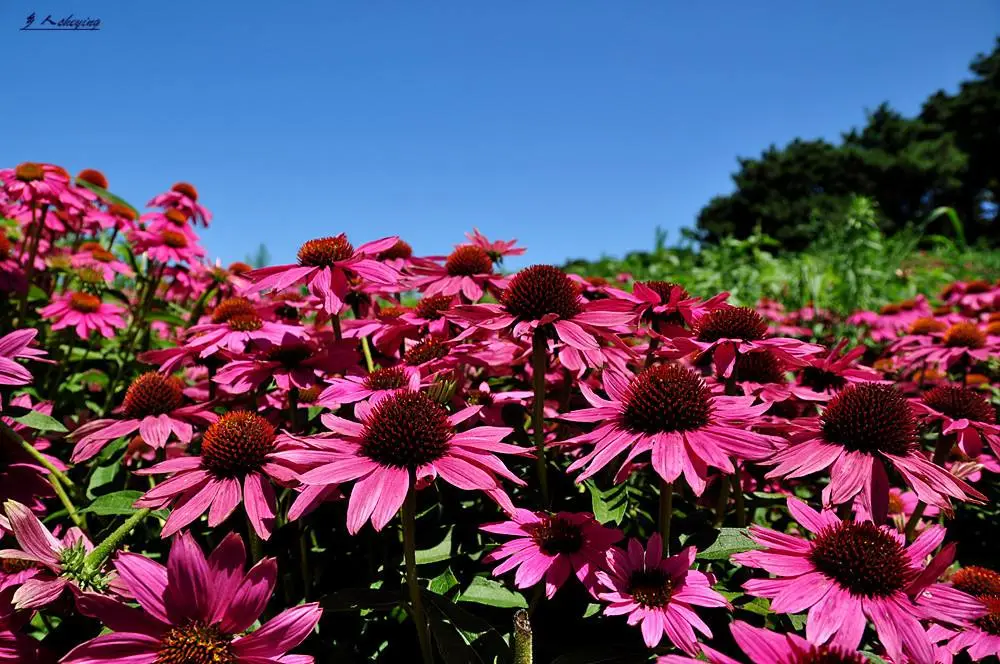 Echinacea Purpurea Extract Powder