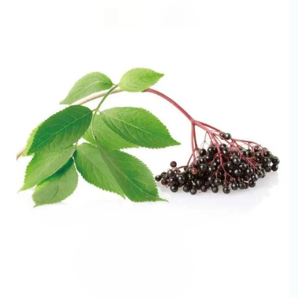 Elderberry Extract Powder